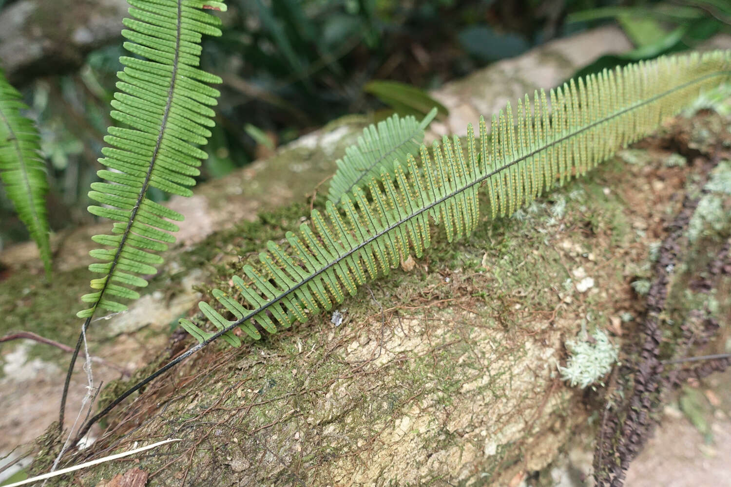 Image of combleaf rockcap fern