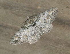 Image of Double-lined Gray Moth