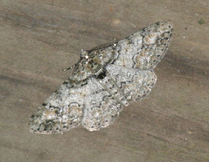 Image of Double-lined Gray Moth