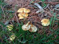 Image of Pholiota lucifera (Lasch) Quél. 1872