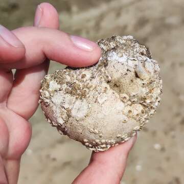 Image of Kurile moon snail