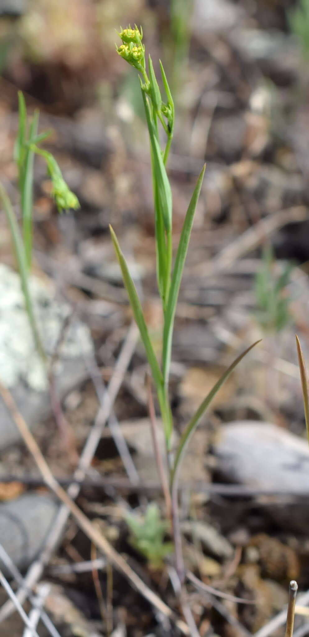 Bupleurum brachiatum C. Koch ex Boiss. resmi