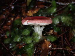 Image de Russula roseopileata McNabb 1973