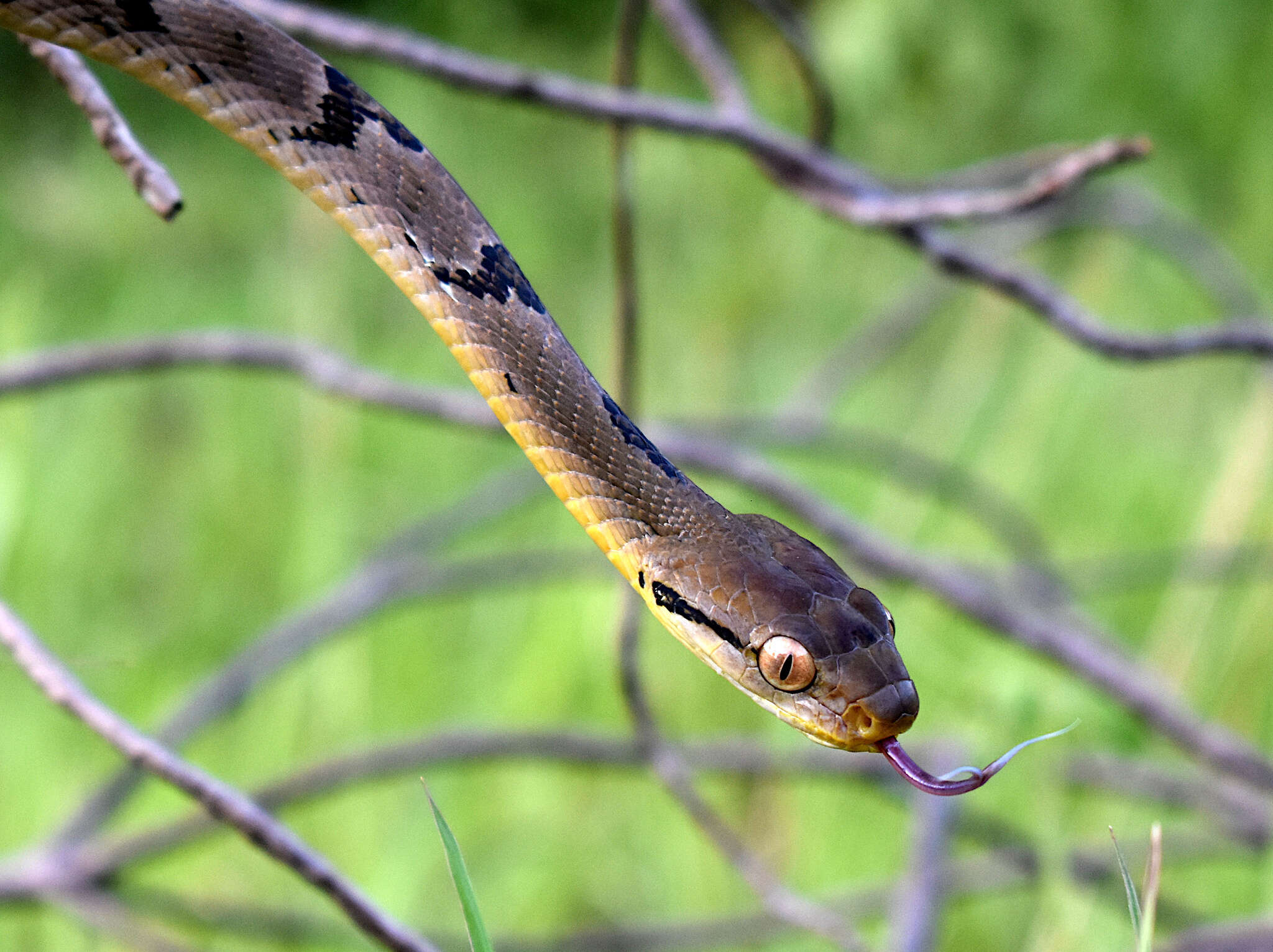 Image of Dog-toothed Cat Snake