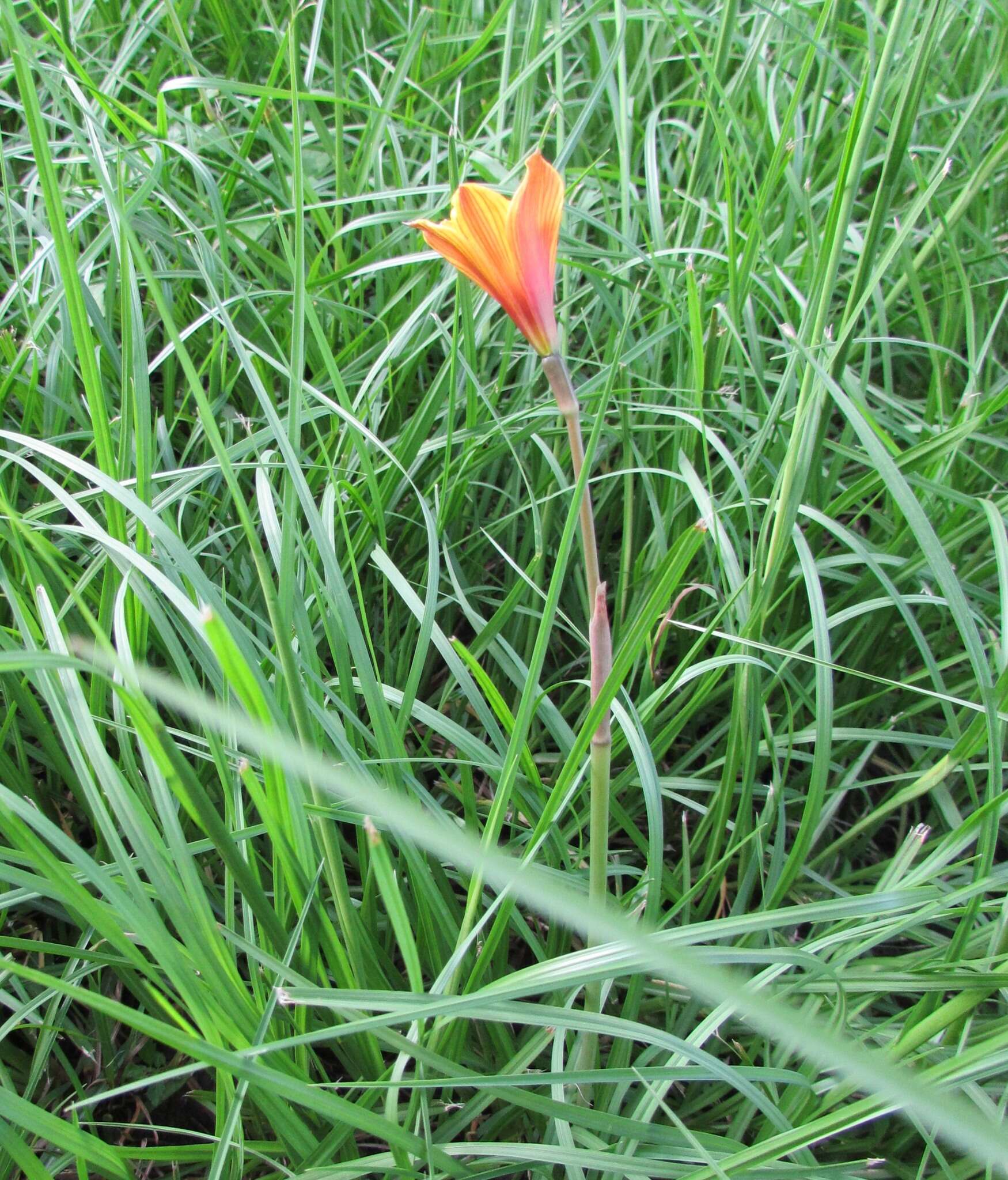 Imagem de Zephyranthes puertoricensis Traub