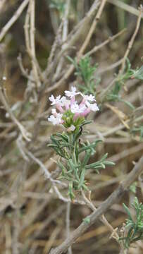 Image of Junellia hookeriana (Covas & Schnack) N. O'Leary & P. Peralta