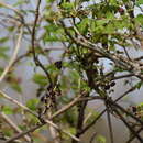 Image of Chocolate vine
