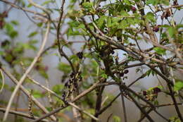 Image of Chocolate vine