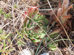 Image of Sempervivum riccii Iberite & Anzal.