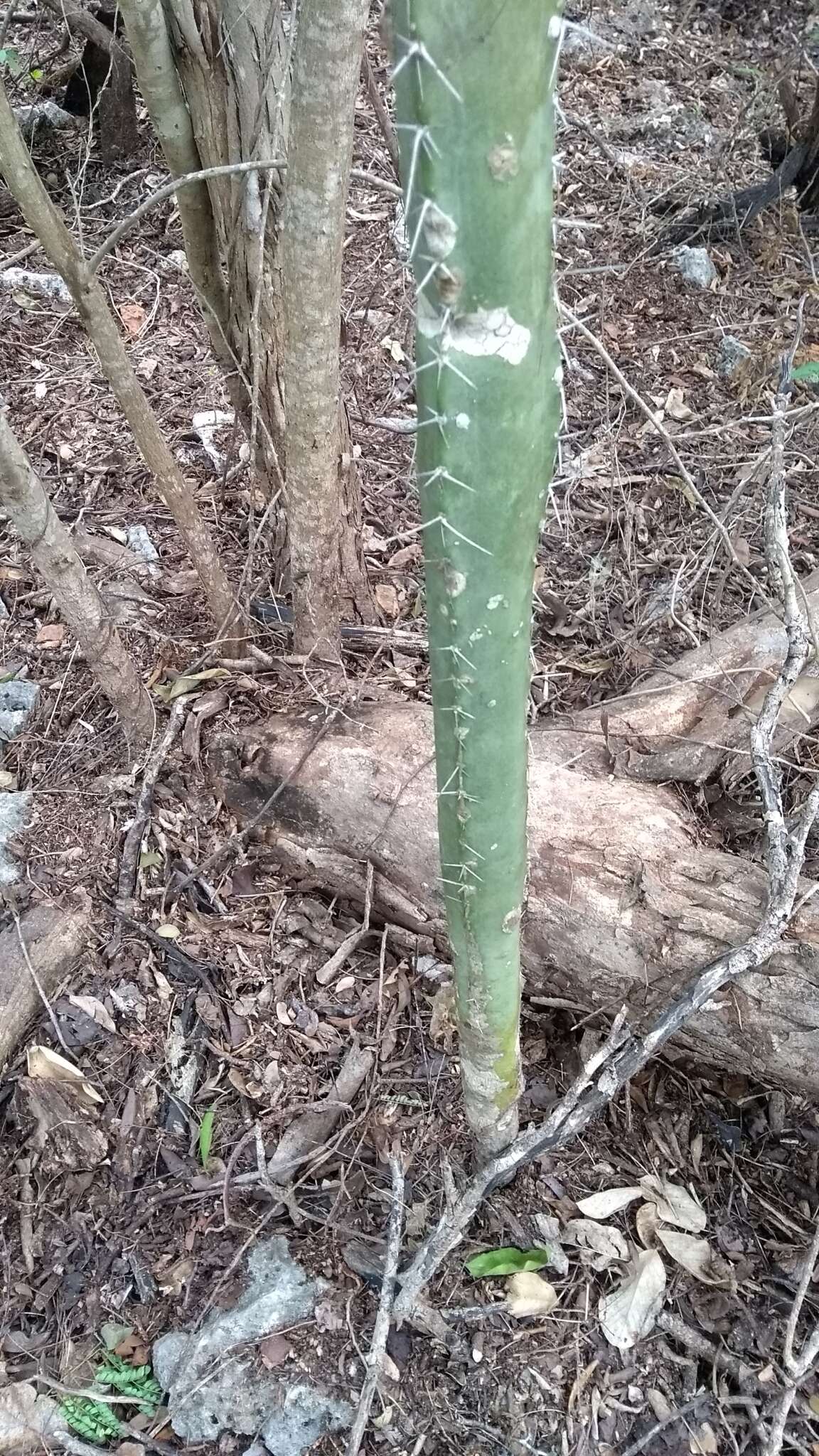 Image of Pachycereus gaumeri Britton & Rose