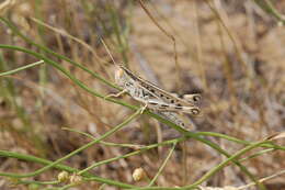 Ramburiella (Palaeocesa) turcomana (Fischer von Waldheim 1833) resmi