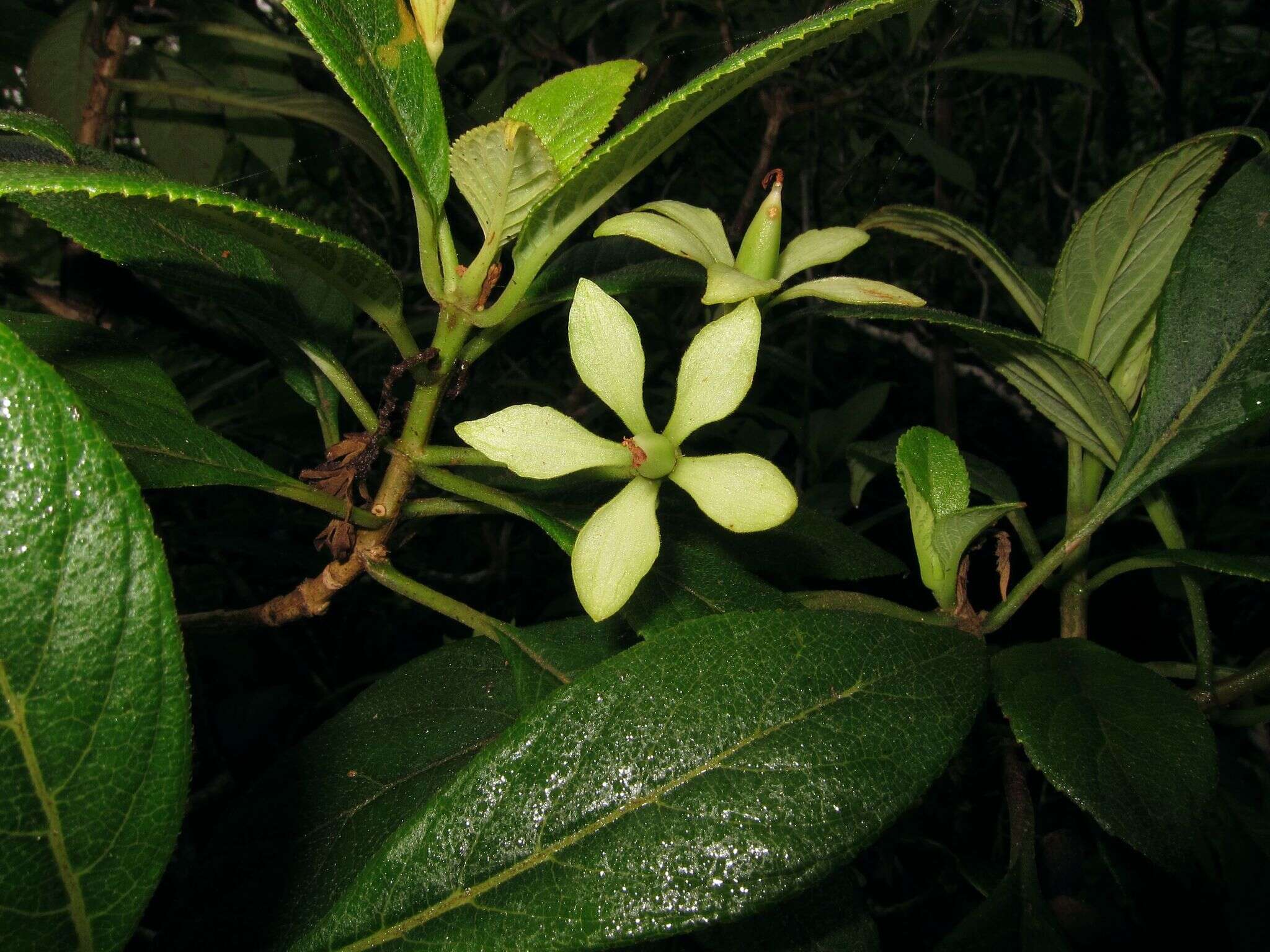 Image of Spoon-Leaf Cyrtandra