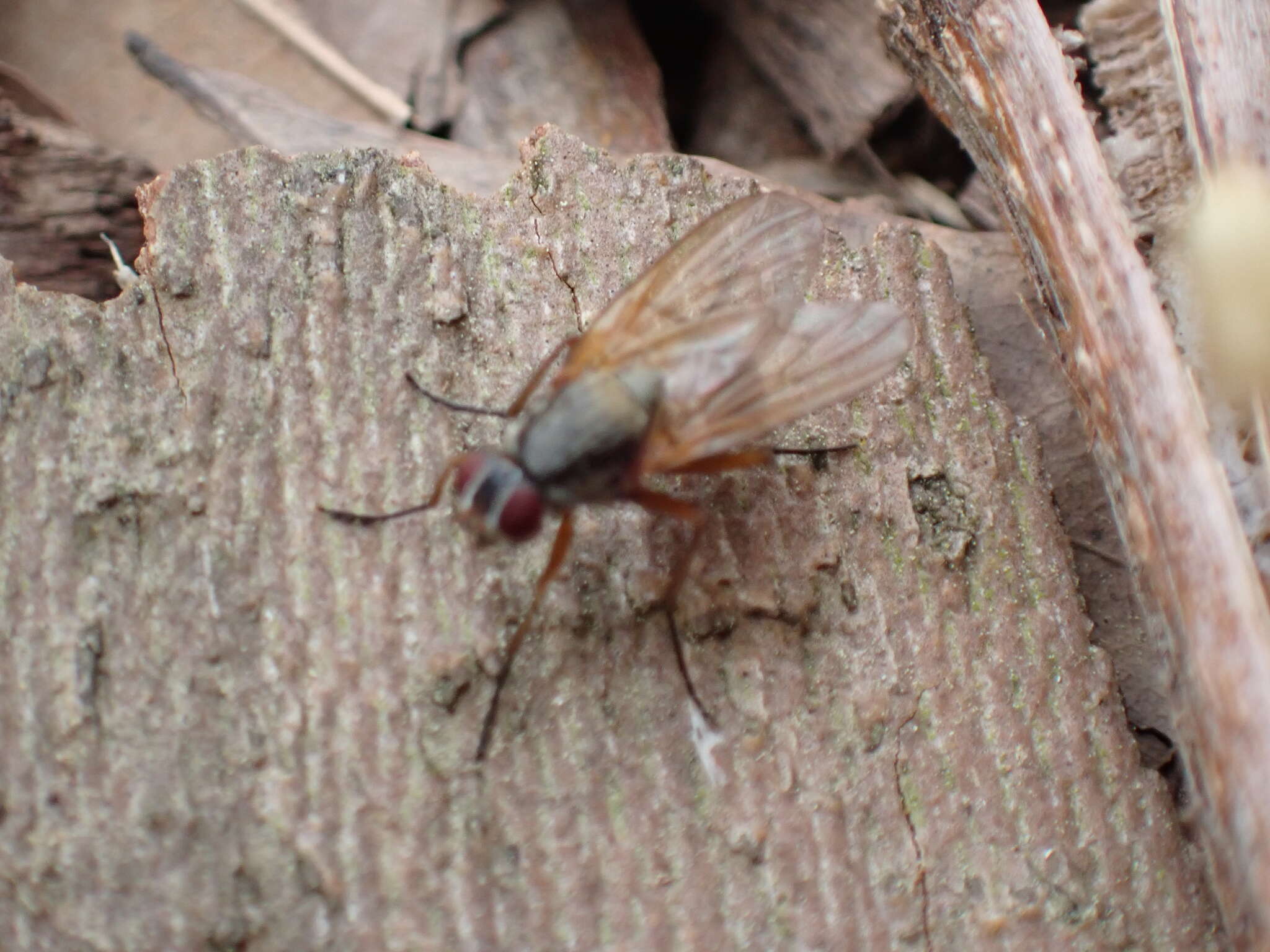 Eutrichota lipsia (Walker 1849)的圖片