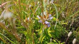 Image of gentian