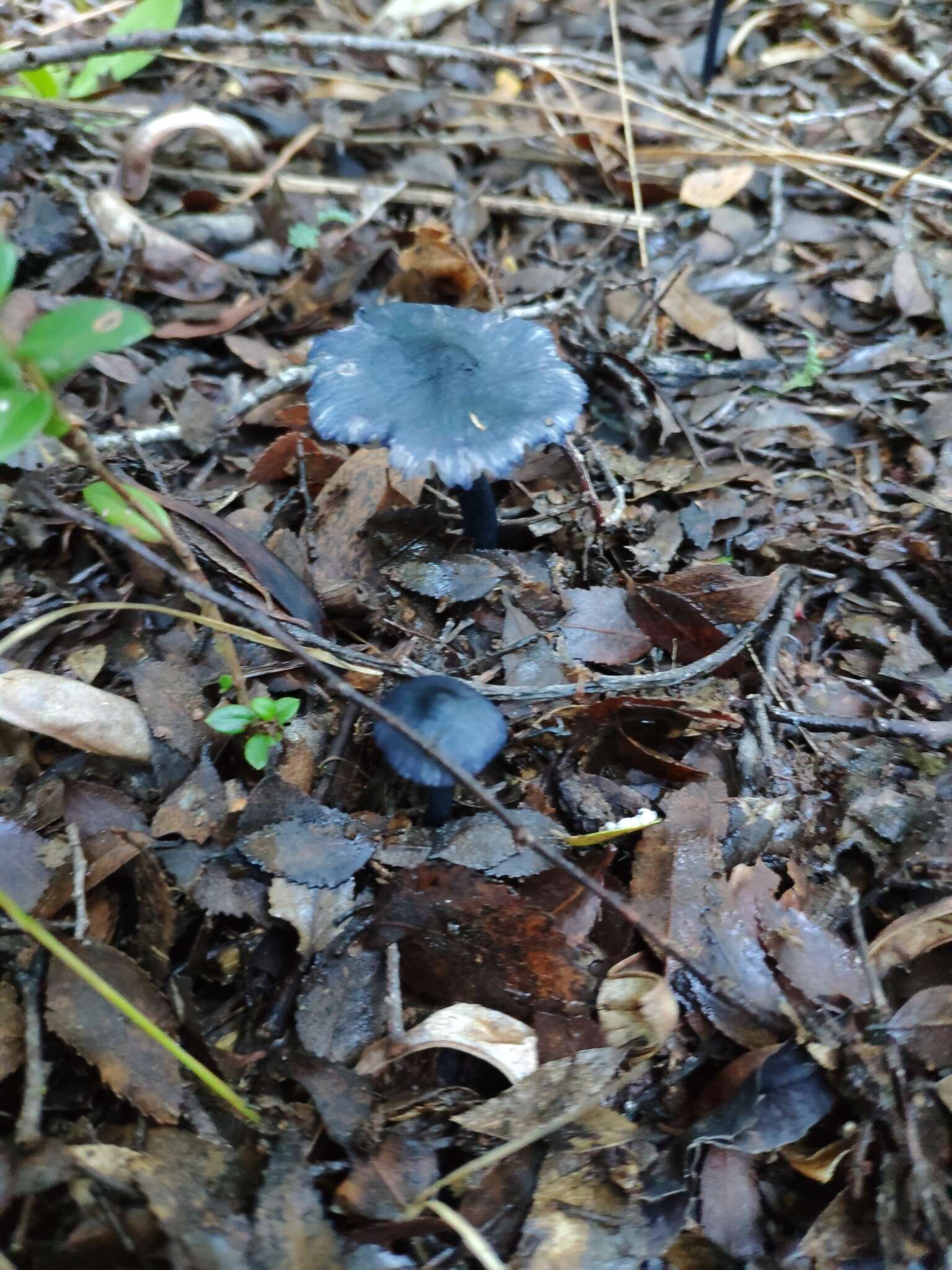 Image of Entoloma cyanulum (Lasch) Noordel. 1984