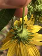 Image of Whorled Sunflower