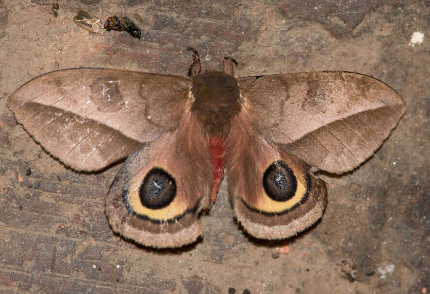 Image of Automeris basalis (Walker 1855)