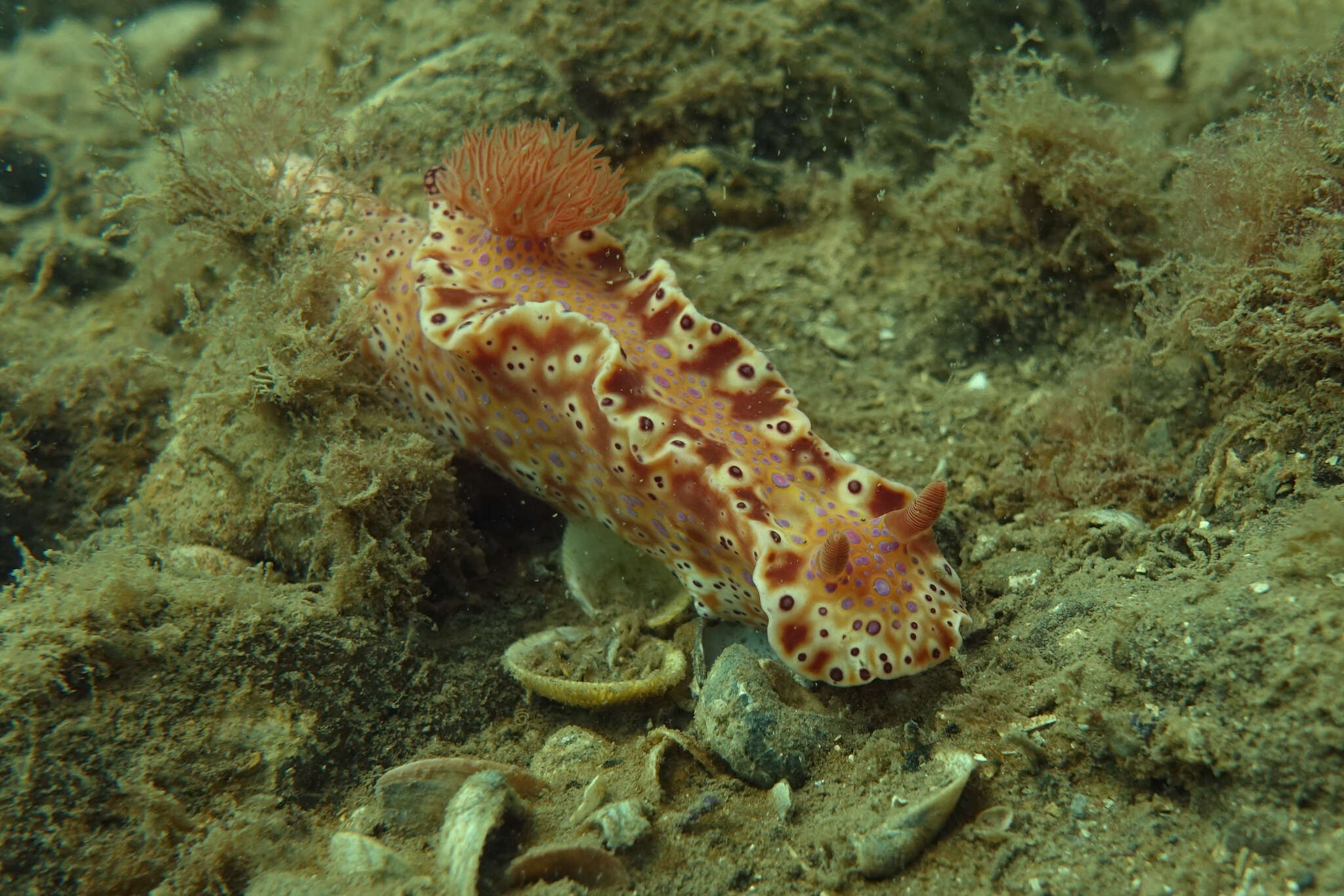 Imagem de Ceratosoma brevicaudatum Abraham 1876