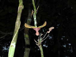 Image of Aristolochia wankeana