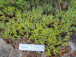 Imagem de Sedum nuttalianum Rafin.