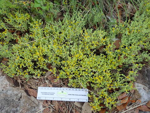 Image of Sedum nuttalianum Rafin.