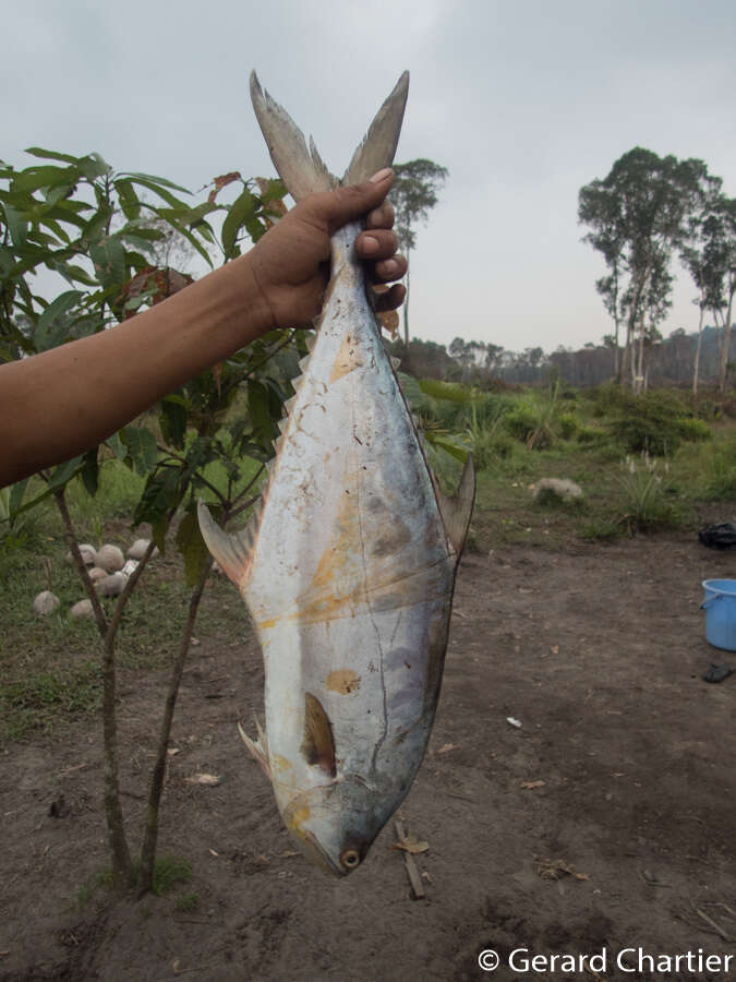 Image of Talang queenfish