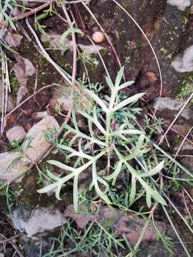 Image of Cosmos landii Sherff