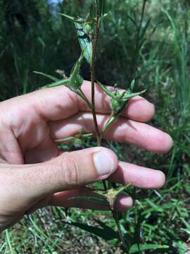 Image of spindleroot