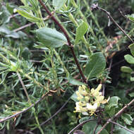 Image of southern honeysuckle