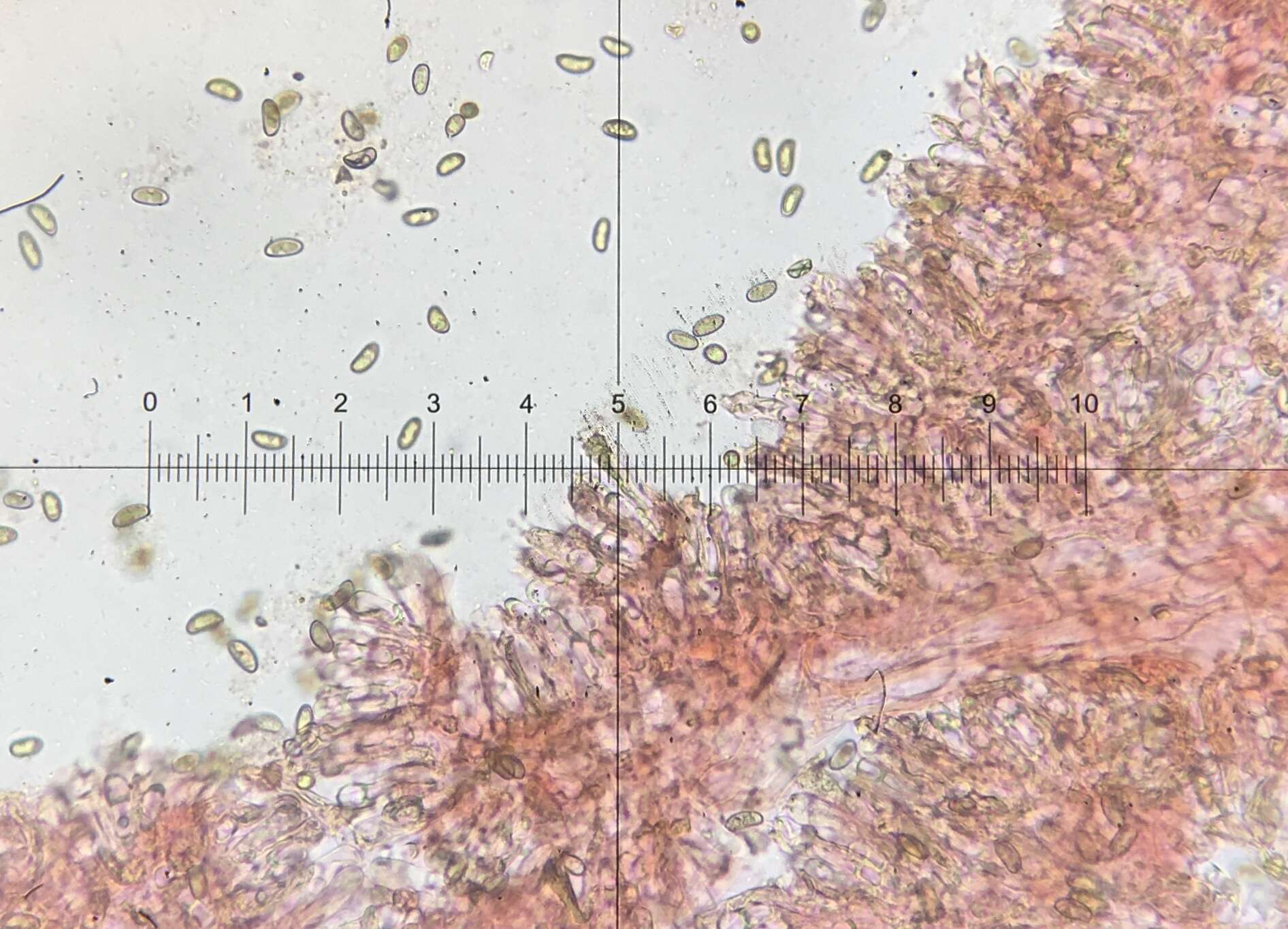 Image de Mallocybe unicolor