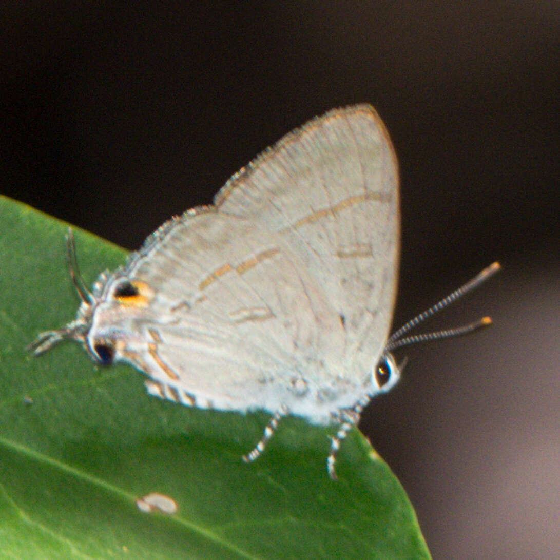 Image of Hypolycaena erylus himavantus Fruhstorfer 1912