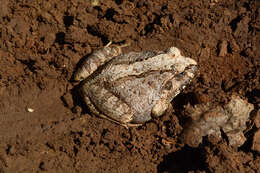 Image of Laliostoma Glaw, Vences & Böhme 1998