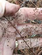 Image of Illinois pinweed