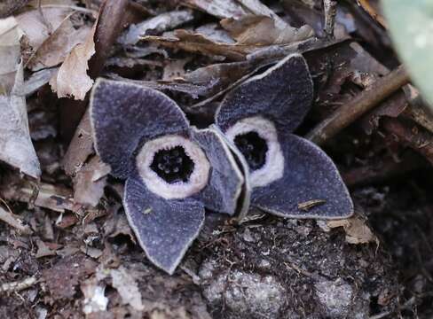 Image of Asarum rigescens var. brachypodion T. Sugaw.