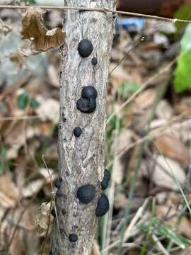 Imagem de Annulohypoxylon truncatum (Starbäck) Y. M. Ju, J. D. Rogers & H. M. Hsieh 2005