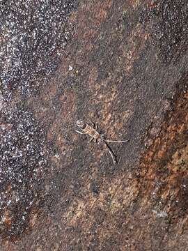 Image de Orchesella flavescens (Bourlet & C 1839)