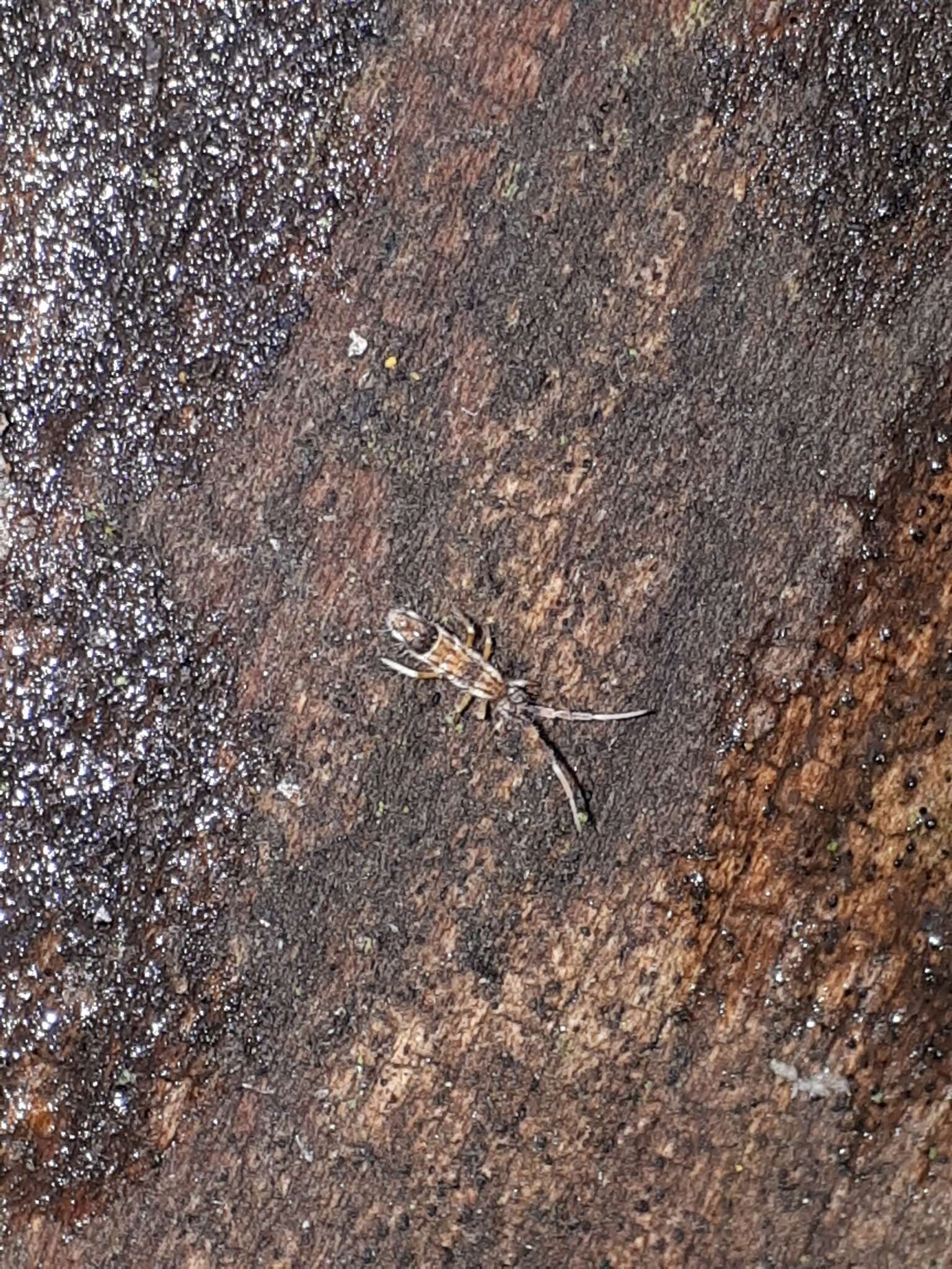 Image of hairy ground springtail