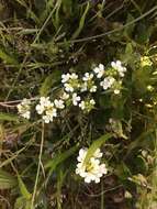 Image of San Francisco owl's-clover