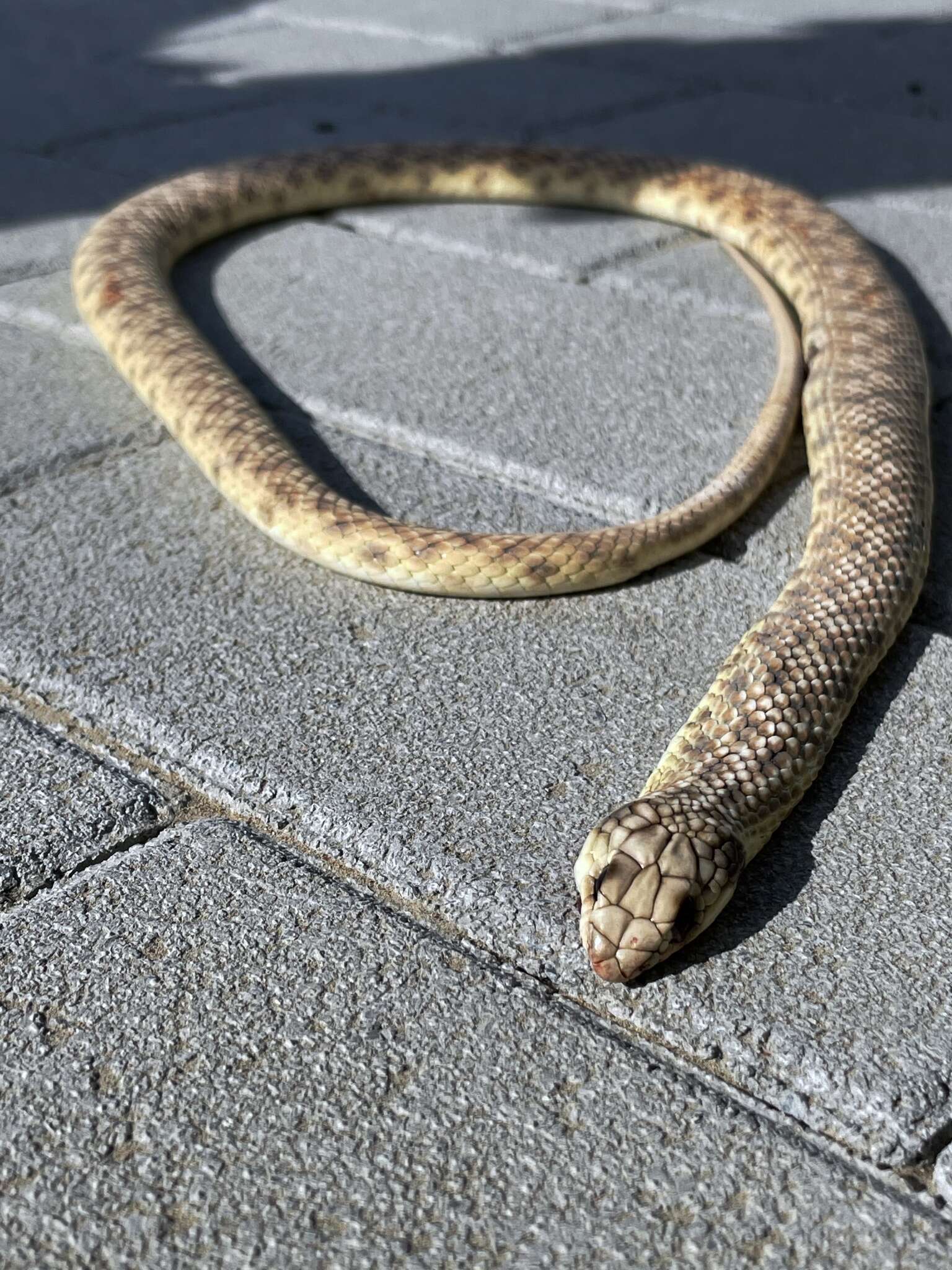 Image of Moila Snake