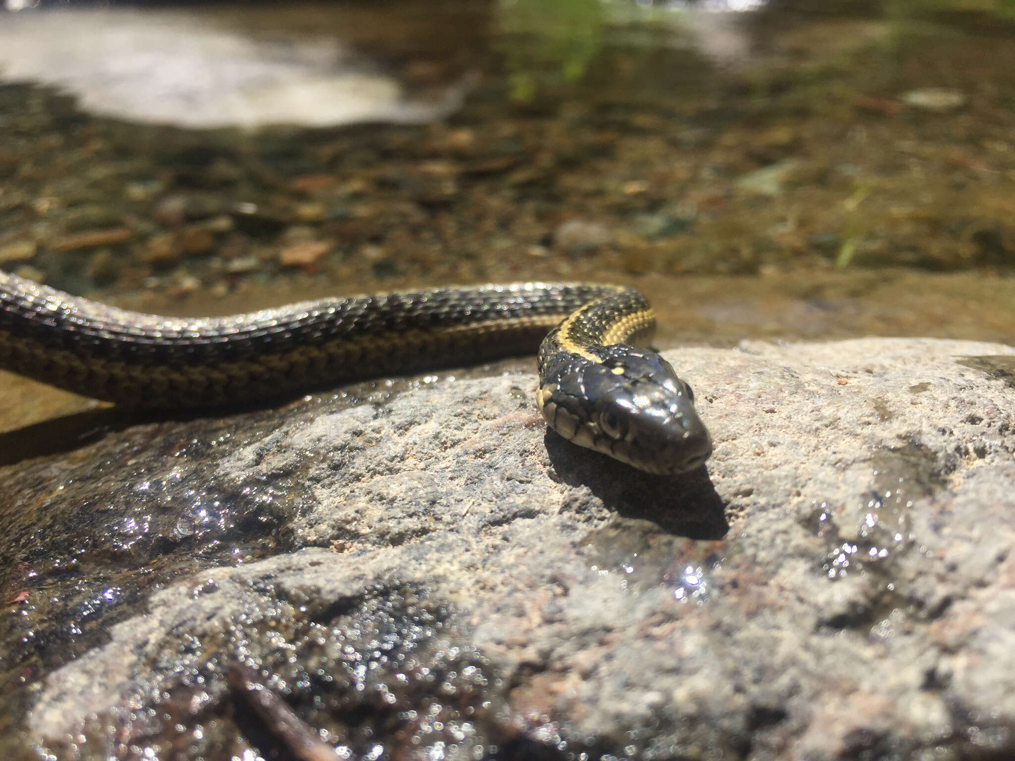 Image of Thamnophis atratus hydrophilus Fitch 1936