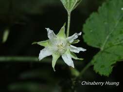 صورة Rubus corchorifolius L. fil.