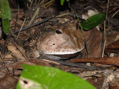 Imagem de Ceratophrys cornuta (Linnaeus 1758)