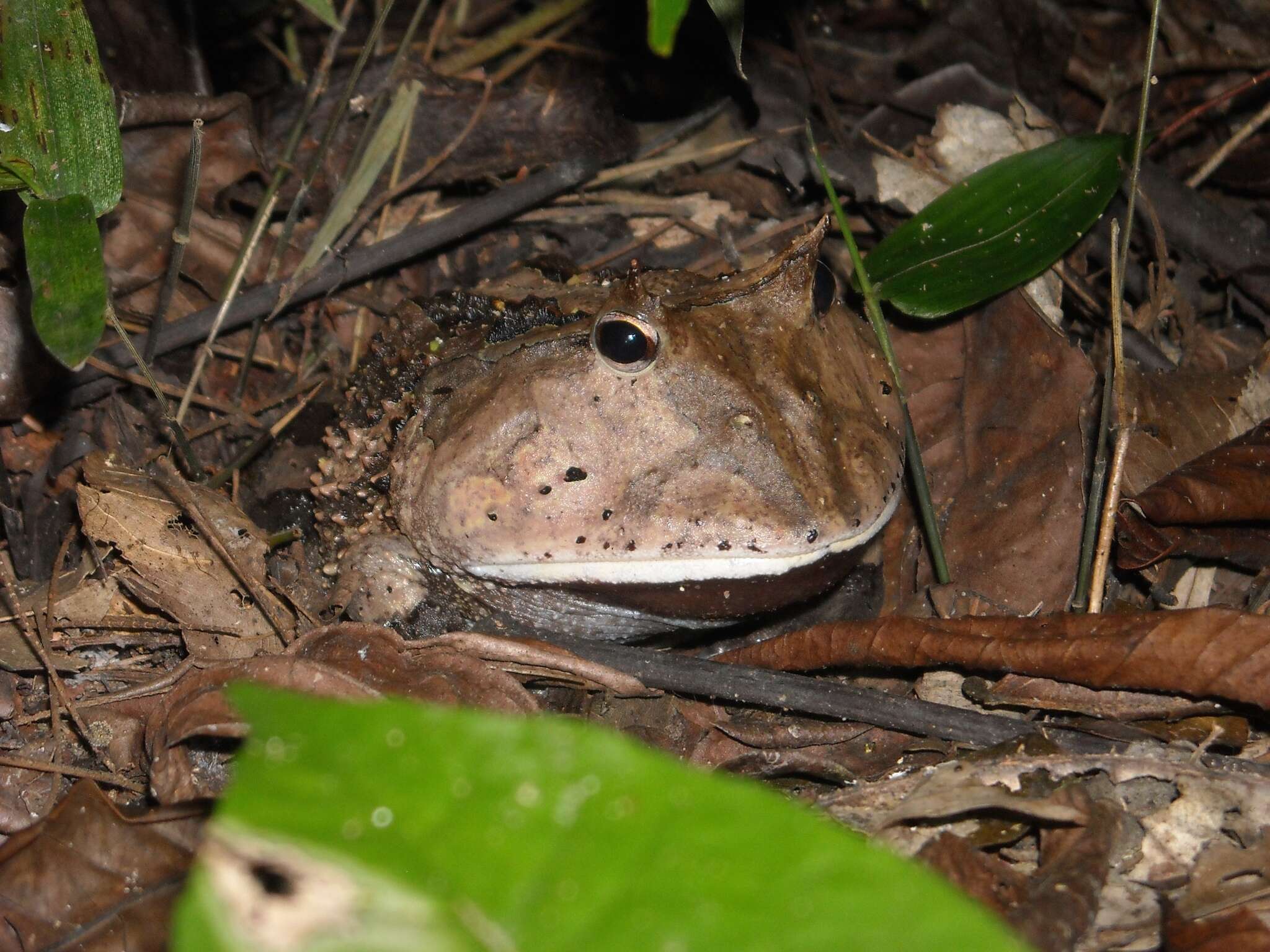 Image of Amazonian Horned Frog