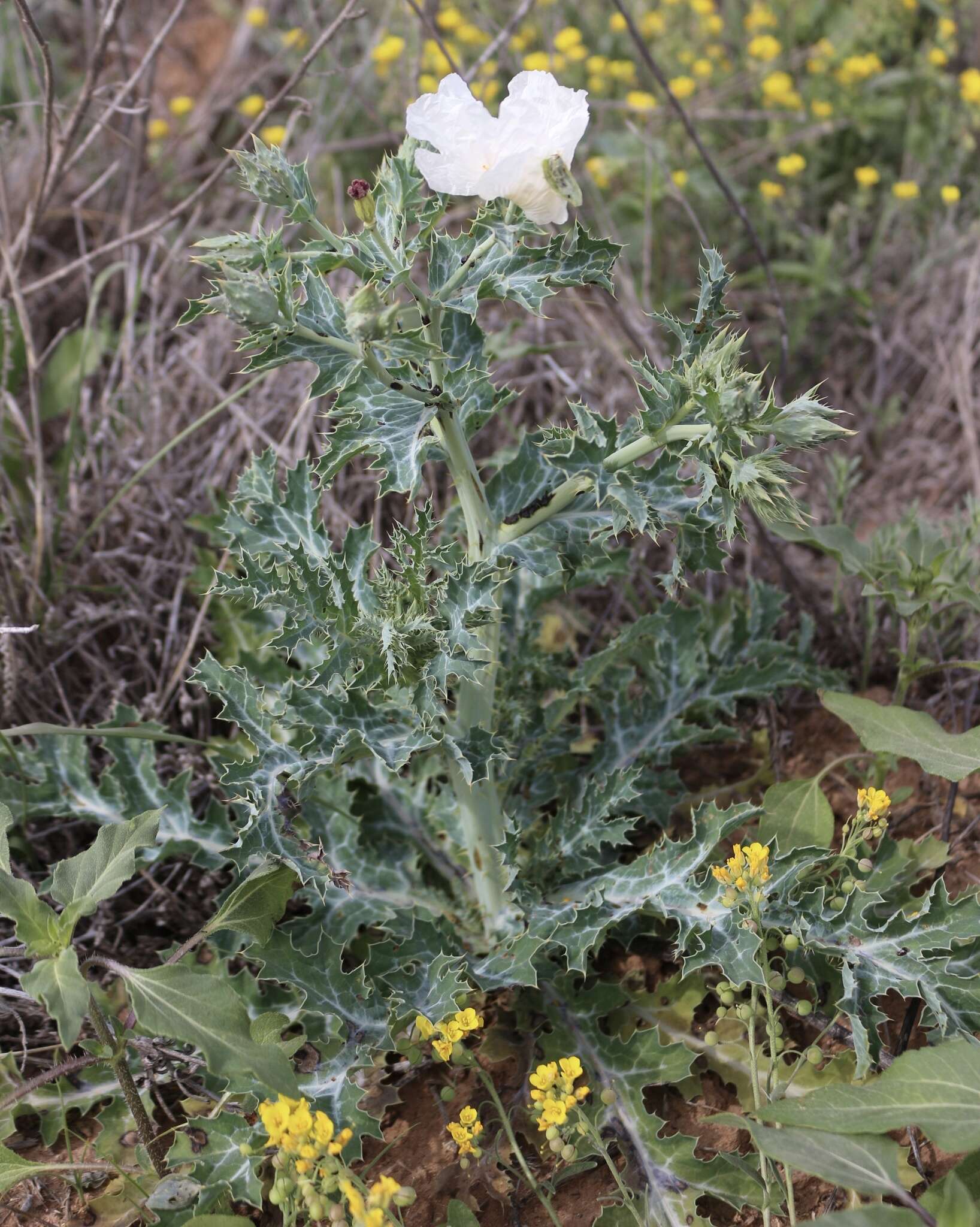 Image of hedgehog pricklypoppy