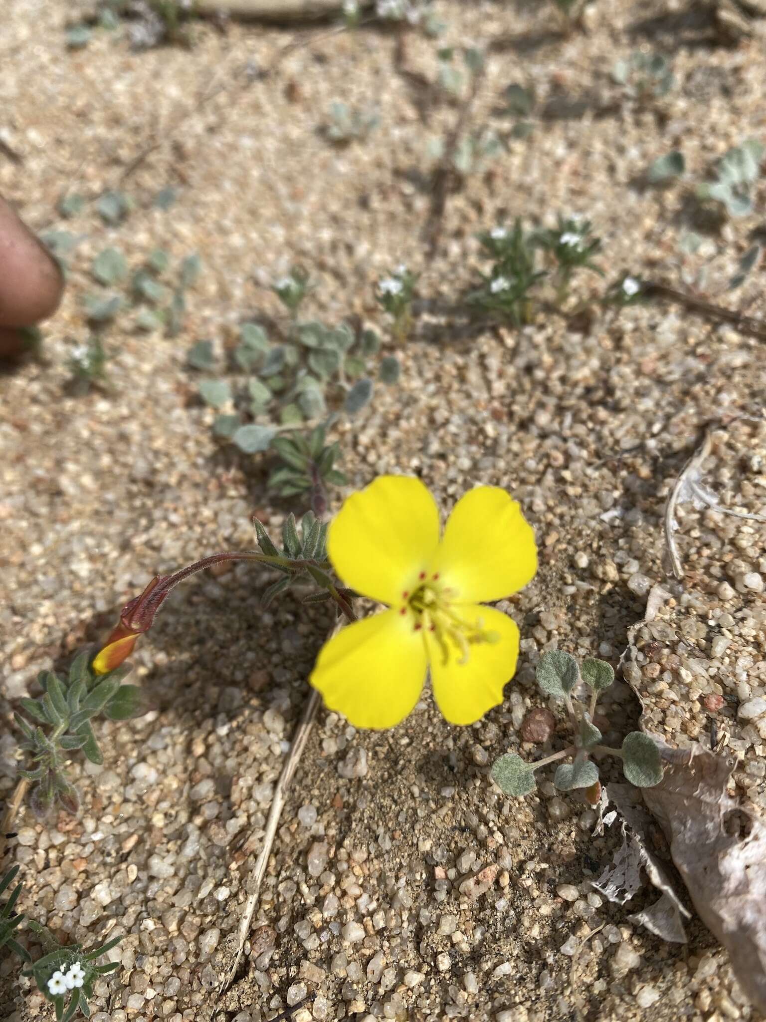 Image of Mojave suncup