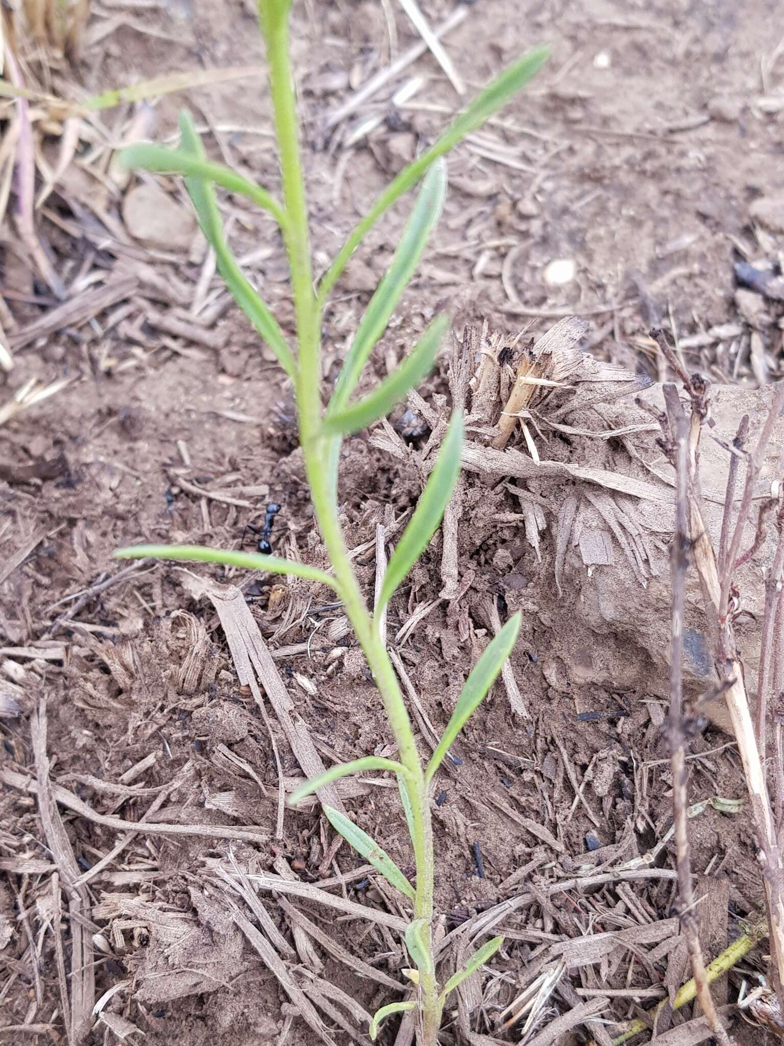 Sivun Hebenstretia comosa Hochst. kuva