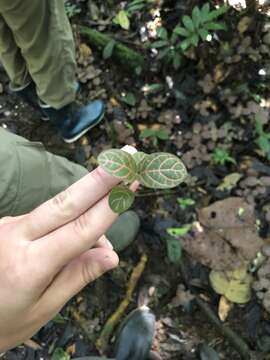 Fittonia albivenis (Lindl. ex Veitch) R. K. Brummitt resmi