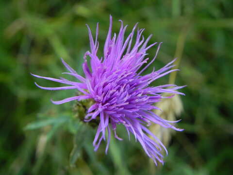 Centaurea ambigua Guss. resmi