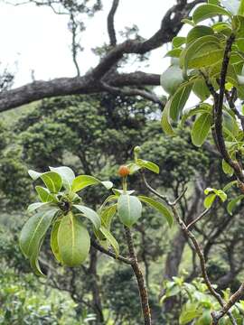 Image of forest wild coffee