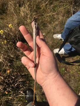 Image of Alabama Cranebrake Pitcherplant